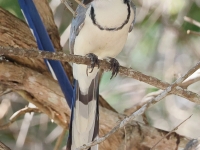 A10A9304White-throated_Magpie-Jay