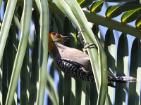 A10A9307Golden-cheeked_Woodpecker