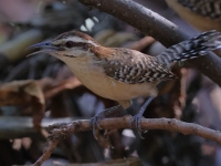 A10A9318Rufous-naped_Wren