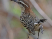A10A9328Rufous-naped_Wren