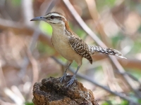 A10A9335Rufous-naped_Wren