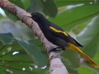 A10A9345Yellow-winged_Cacique