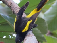 A10A9349Yellow-winged_Cacique