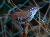 A10A9361Banded_Wren