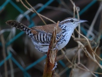 A10A9387Banded_Wren
