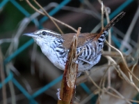 A10A9390Banded_Wren