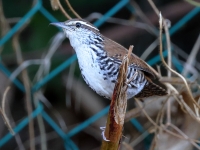 A10A9402Banded_Wren