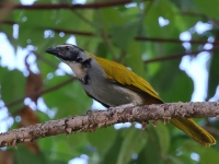 A10A9435Black-headed_Saltator