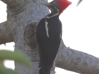 A10A9449Lineated_Woodpecker