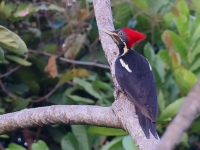 A10A9456Lineated_Woodpecker