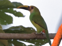 A10A9481Northern_Emerald_Toucanet