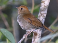 A10A9505Russet_Nightingale-Thrush