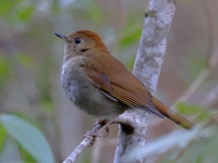 A10A9508Russet_Nightingale-Thrush