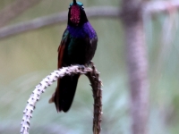 A10A9548Garent-throated_Hummingbird