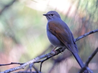 A10A9608Brown-backed_Solitaire