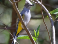 A10A9706Gray_Silky-Flycatcher