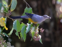 A10A9715Gray_Silky-Flycatcher