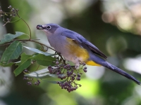 A10A9726Gray_Silky-Flycatcher