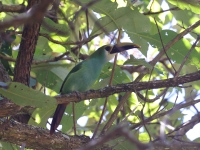 A10A9760Northern_Emerald-Toucanet