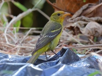 A10A9775Western_Tanager