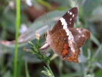 A10A9777Peacock