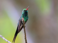 A10A9877Golden-crowned_Emerald