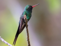 A10A9894Golden-crowned_Emerald