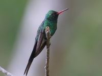 A10A9899Golden-crowned_Emerald