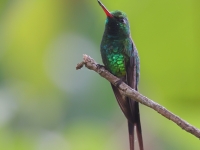 A10A9905Golden-crowned_Emerald