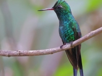 A10A9941Golden-crowned_Emerald