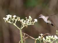 A10A9947Ruby-throated_Hummingbird