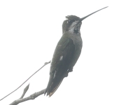 A10A9979Long-billed_Starthroat