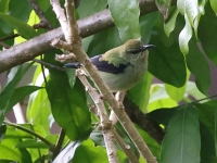 A10A9999Red-legged_Honeycreeper