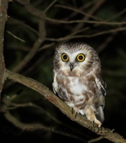 0J6A0137Saw-Whet_Owl