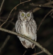 0J6A0160Eastern_Screech_owl