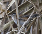 0J6A0212Marsh_Wren
