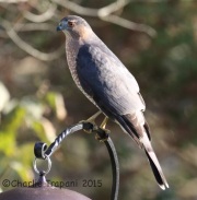 0J6A0251Cooper_Hawk