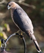 0J6A0257Cooper_Hawk