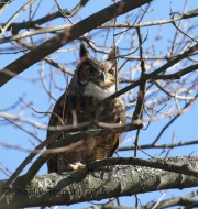 0J6A0372Great_Horned_Owl