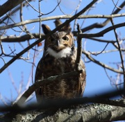 0J6A0380Great_Horned_Owl