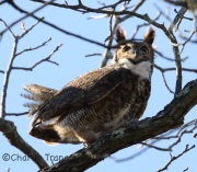 0J6A0417Great_Horned_Owl