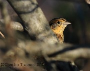 0J6A0490Le_Conte's_Sparrow