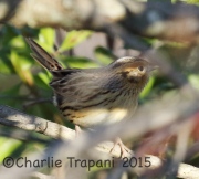 0J6A0499Le_Conte's_Sparrow copy