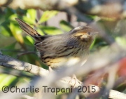 0J6A0500Le_Conte's_Sparrow copy