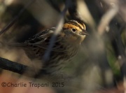 0J6A0528Le_Conte's_Sparrow