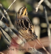 0J6A0532Le_Conte's_Sparrow