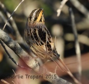 0J6A0533Le_Conte's_Sparrow
