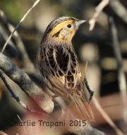 0J6A0534Le_Conte's_Sparrow
