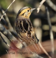 0J6A0535Le_Conte's_Sparrow
