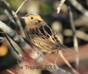 0J6A0539Le_Conte's_Sparrow